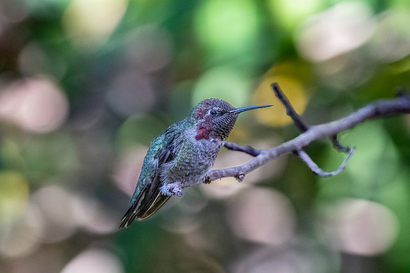 Anna's hummingbird