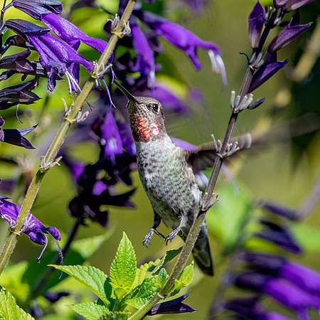 Anna's hummingbird