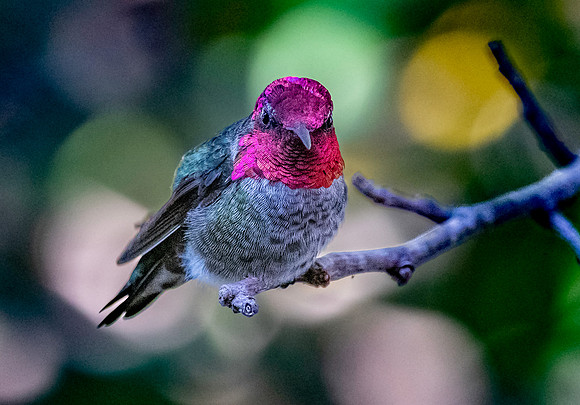 Anna's hummingbird