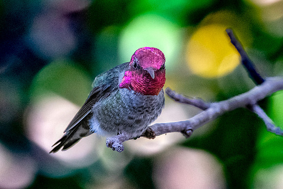 Anna's hummingbird
