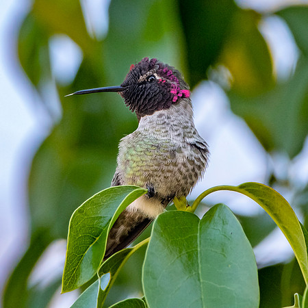 Anna's hummingbird