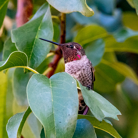 Anna's hummingbird