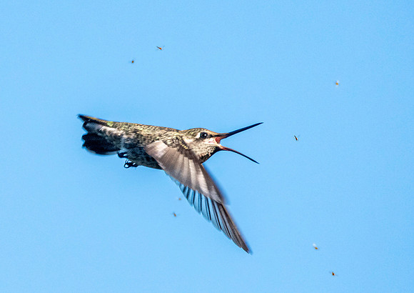 Anna's hummingbird