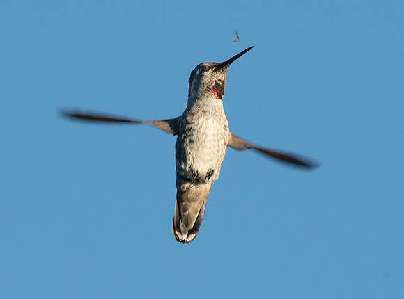 Anna's hummingbird