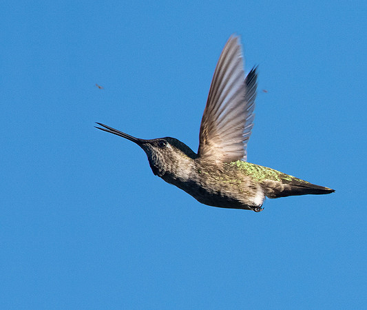 Anna's hummingbird