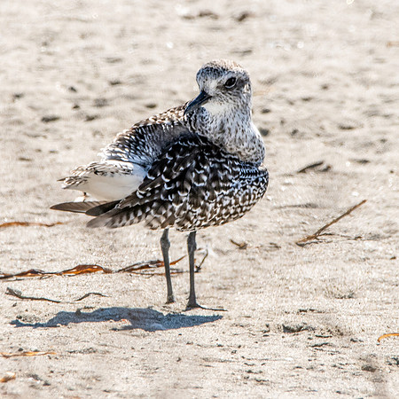 Black bellied plover