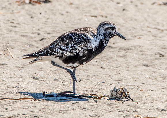 Black bellied plover