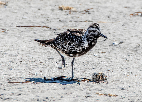 Black bellied plover