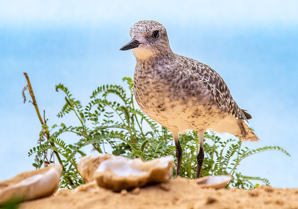 Black bellied plover