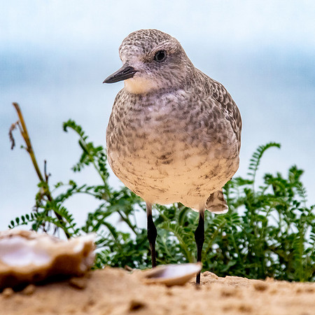 Black bellied plover