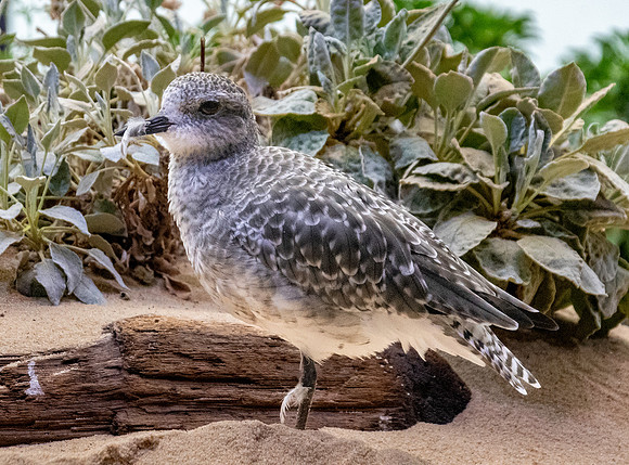 Black bellied plover