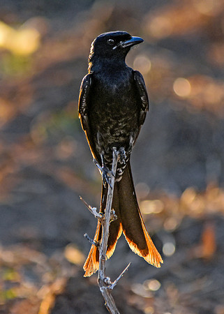 Black drongo