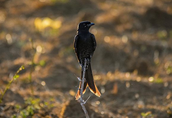 Black drongo