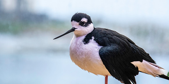 Black necked stilt