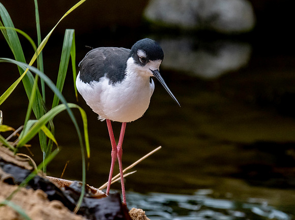 Black necked stilt