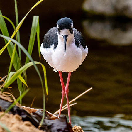 Black necked stilt