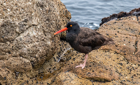 Black oystercatcher