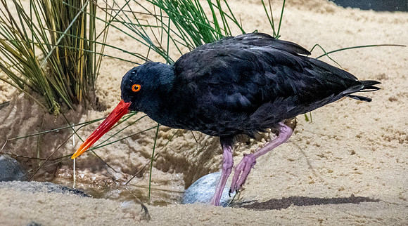 Black oystercatcher