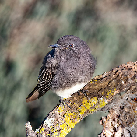 Black Phoebe flycatcher