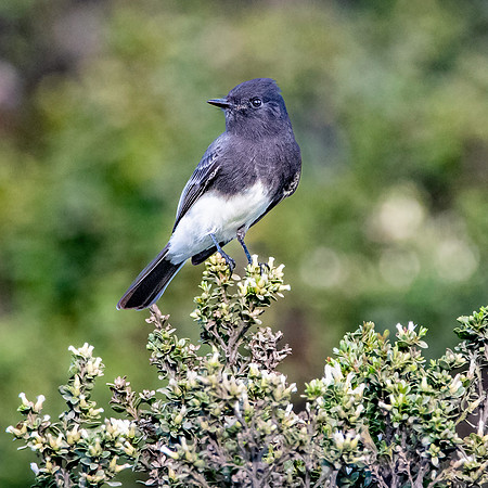 Black Phoebe flycatcher