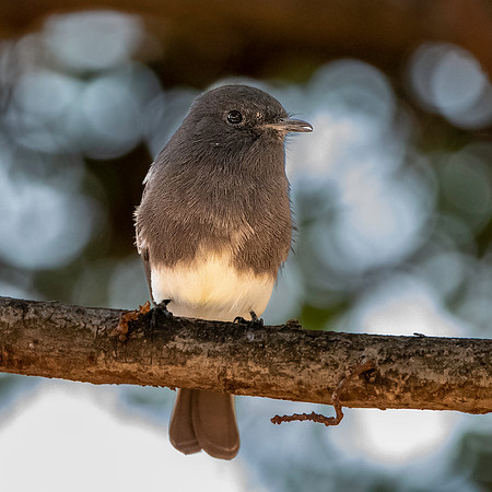 Black Phoebe flycatcher