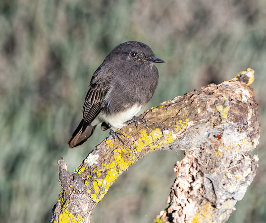 Black Phoebe flycatcher