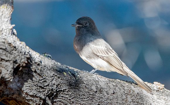 Black Phoebe flycatcher