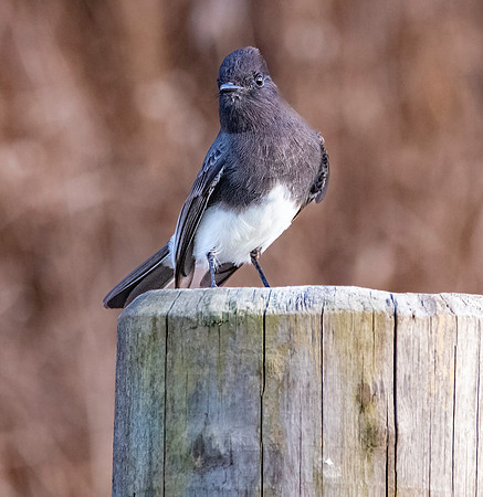 Black Phoebe flycatcher