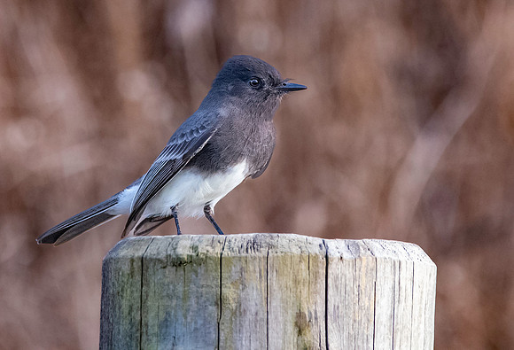 Black Phoebe flycatcher
