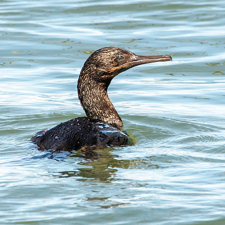 Brandt's cormorant