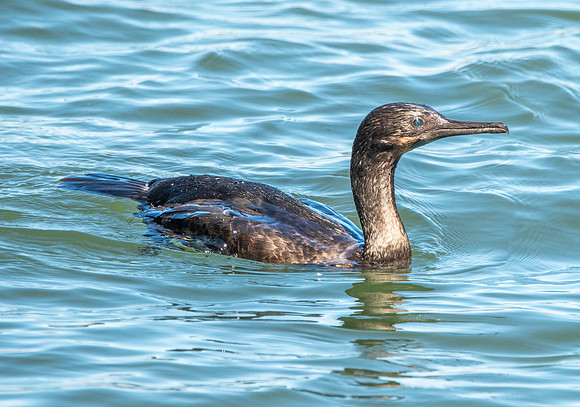 Brandt's cormorant