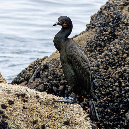 Brandt's cormorant