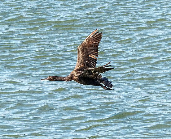 Brandt's cormorant
