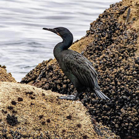 Brandt's cormorant