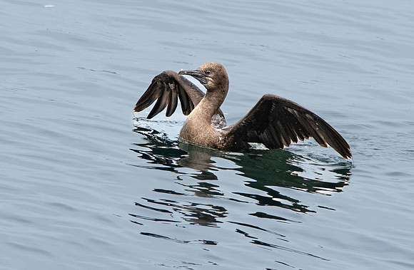 Brandt's cormorant