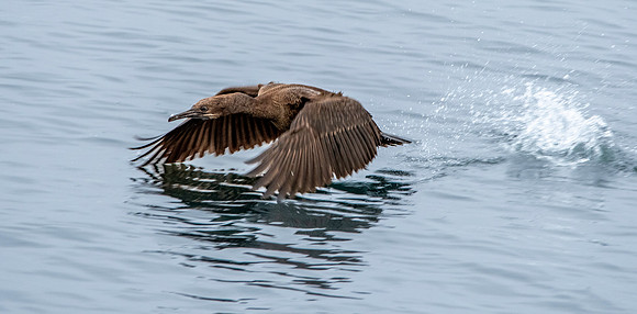 Brandt's cormorant