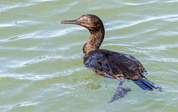 Brandt's cormorant