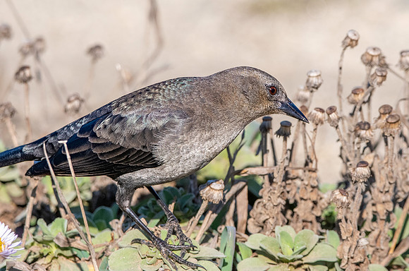 Brewer's blackbird, female