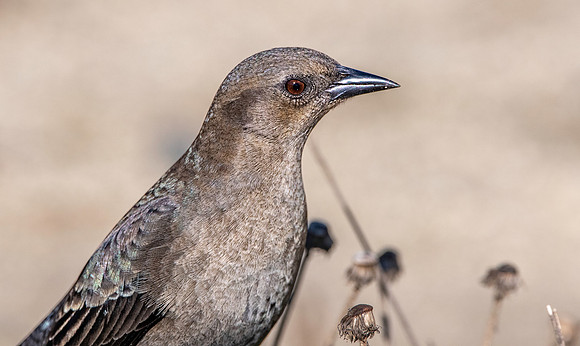 Brewer's blackbird, female