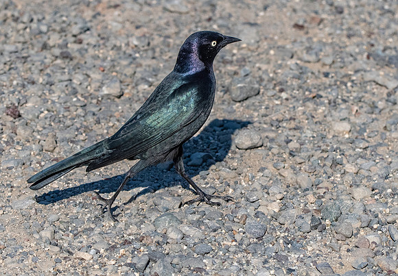 Brewer's blackbird
