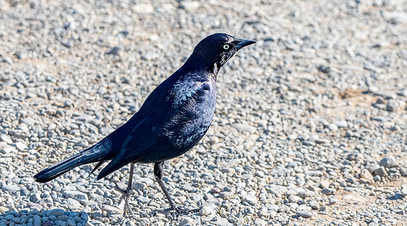 Brewer's blackbird