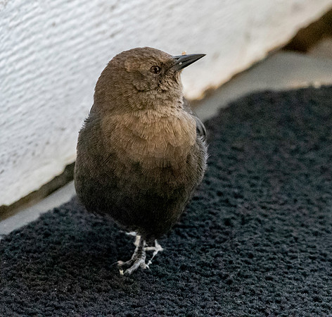 Brewer's blackbird, female