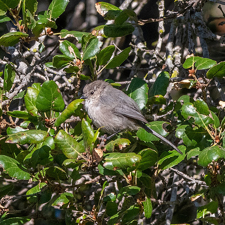 Bushtit