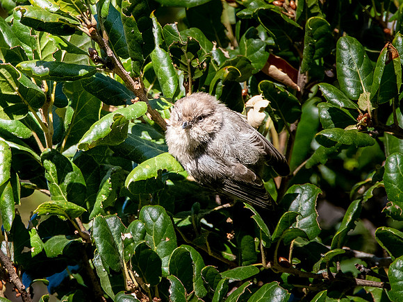 Bushtit