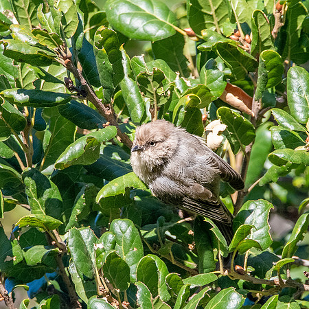 Bushtit