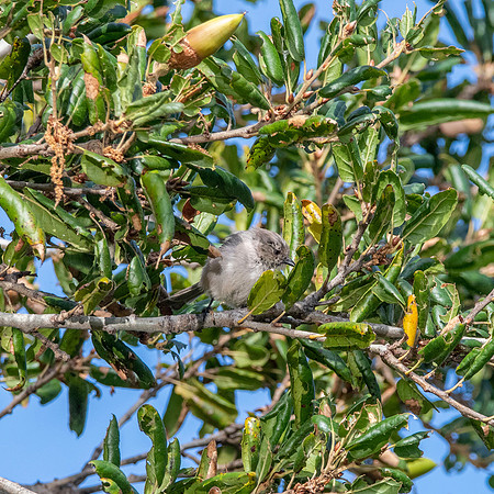 Bushtit
