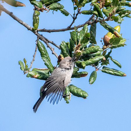 Bushtit
