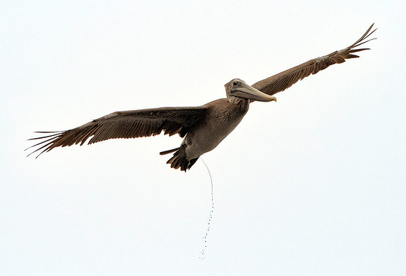 California brown pelican