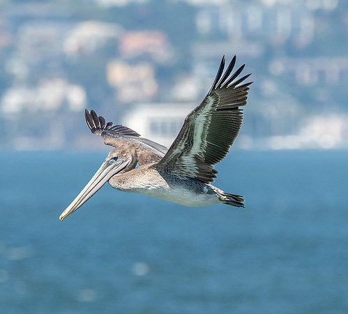 California brown pelican