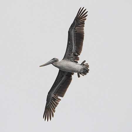 California brown pelican